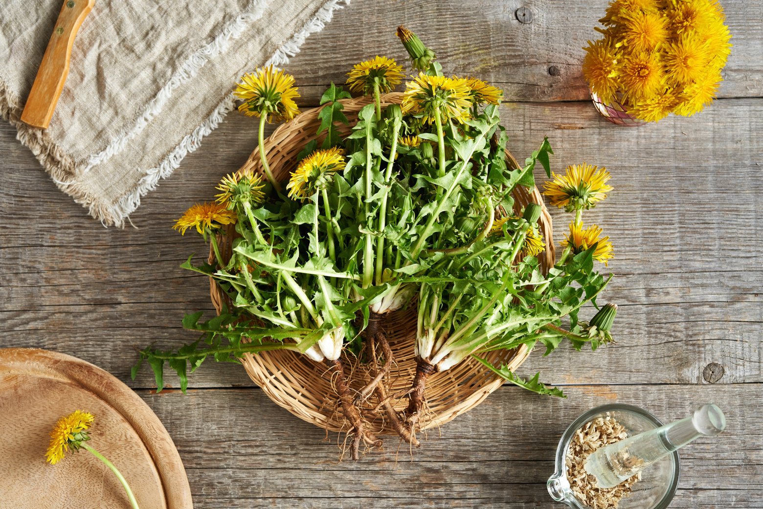 Whole dandelion plants with root, top view